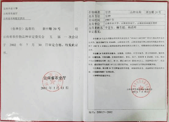 引进甘蔗品种2:新台糖20号